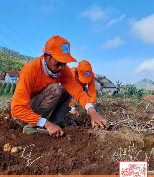 Teknik Pemupukan Kentang yang Tepat untuk Hasil Umbi Maksimal